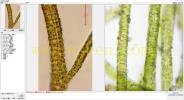 Blidingia 盘苔属 marginata--万深AlgaeC